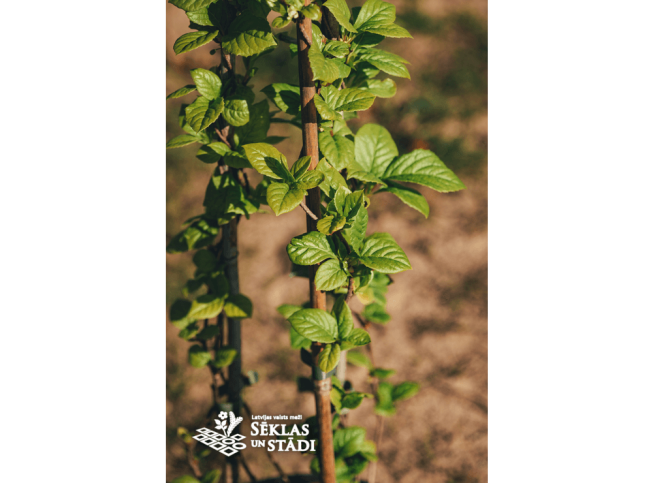 Schisandra chinensis